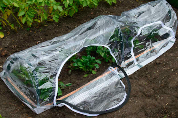 Фото: https://www.harrodhorticultural.com/cache/product/615/615/popadome-crop-protection-tunnel-1-8m-x-0-6m-4-2019114141.jpg