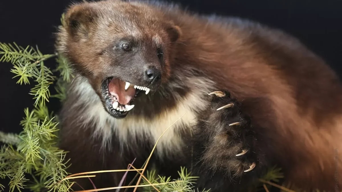 Эти лапы лишили меня танцевального будущего.
