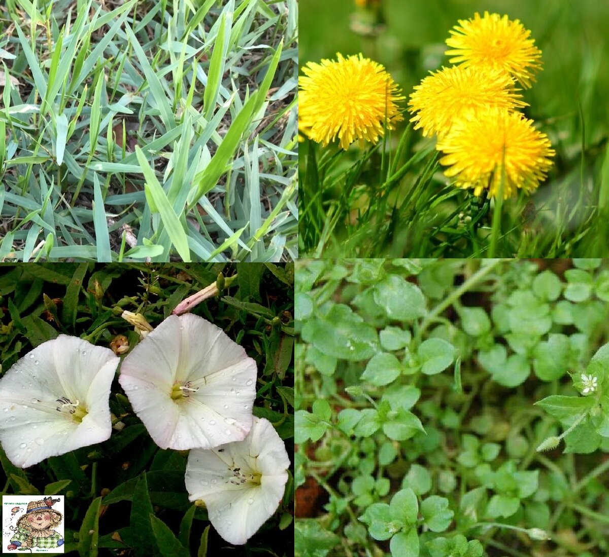 Росичка, одуванчик, вьюнок, мокрица.