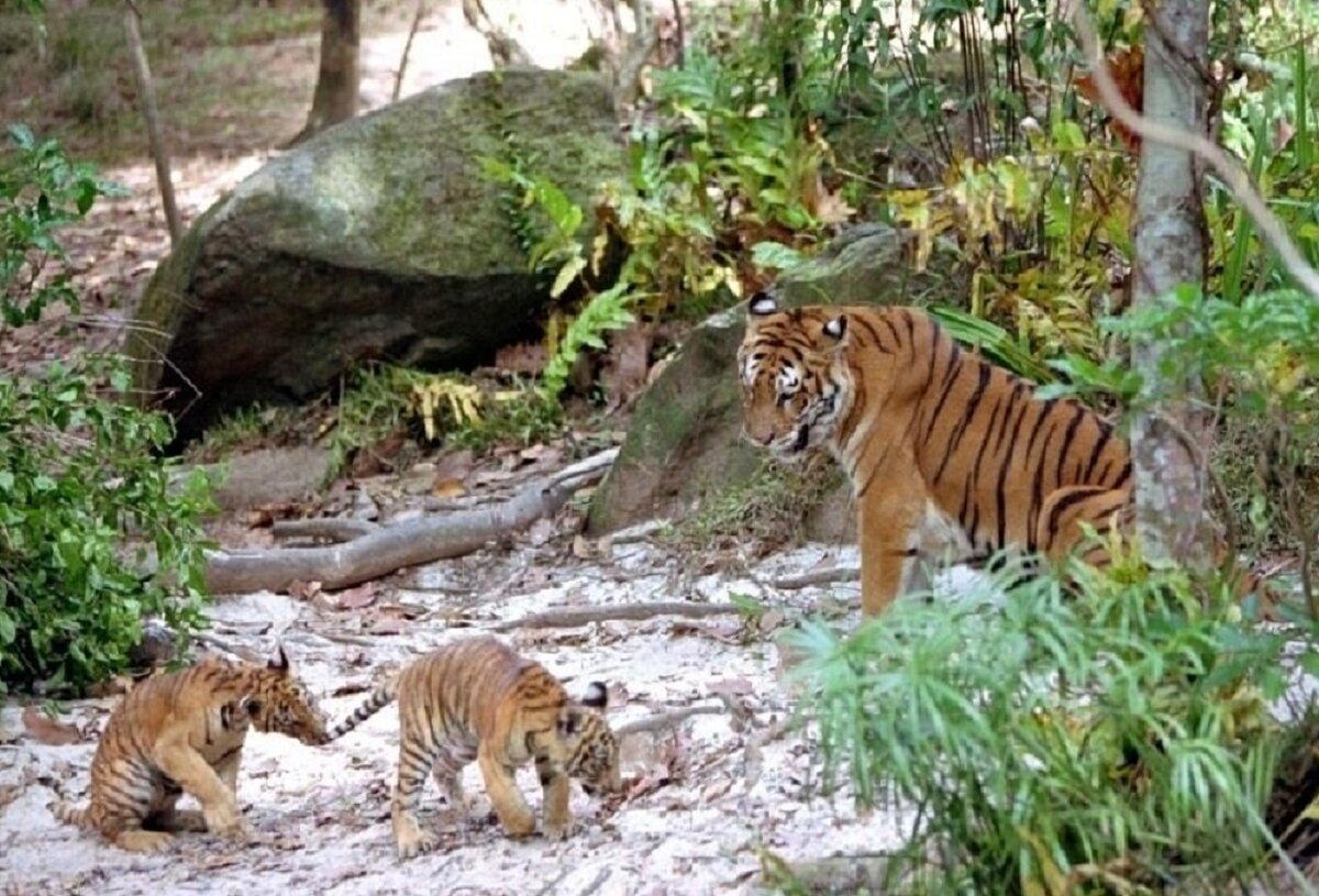 два брата - deux frères (2004) тигры. два брата 2004. братья про тигров. два брата про тигров. братья про тигров.