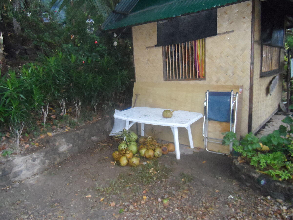 Кокосы после супертайфуна