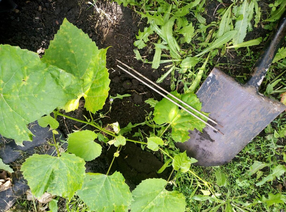 Ямку копаем примерно на 15 см. Больше она в принципе не нужна. Обязательно потом пролить водой.