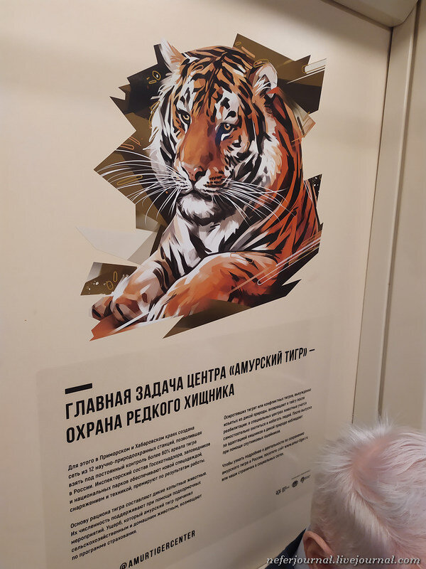 Исследовательская работа «Амурский тигр»