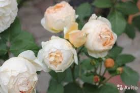 Джуд Зе Обскур. Считается самым ароматным из сортов английских роз.