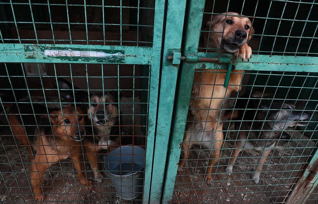 Приют для кошек и собак. Бирюлевский приют для животных. Собаки кожуховского приюта. Приют для бездомных собак. Приют для собак.