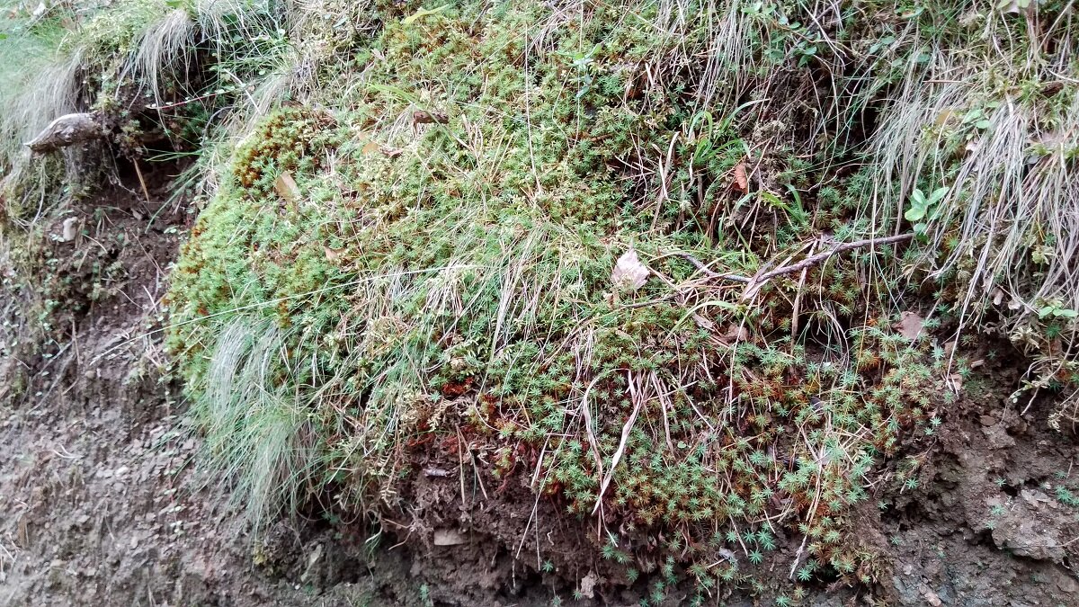 Мох - хорошая основа для ночлега. Фото: Strana.LIFE