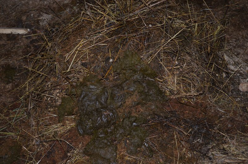 Вношу вот такой свежий навоз.