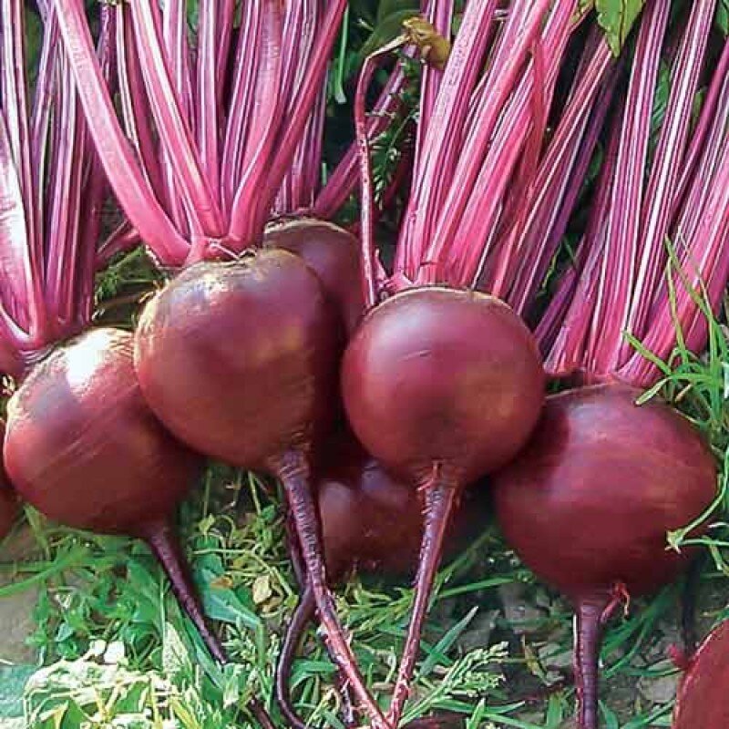 Источник: is-plant.ru