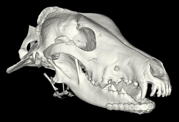 Реконструированное 3D изображение черепа млекопитающего