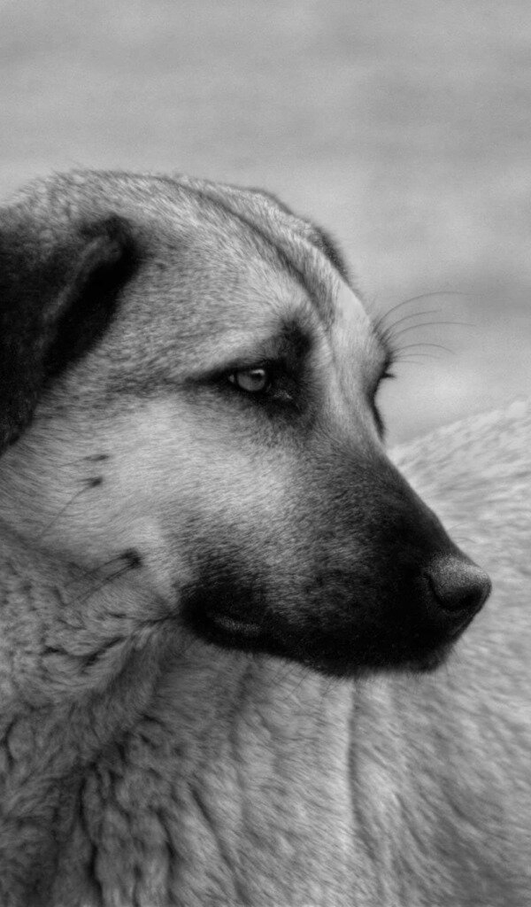 источник https://img3.goodfon.ru/original/600x1024/e/cc/pes-vzglyad-grust-chb-sobaka.jpg