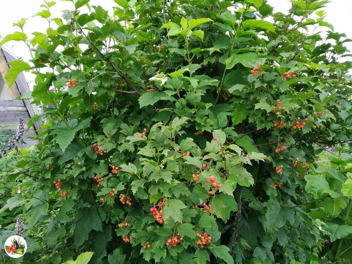 Калина красная 