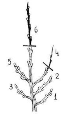 Причины сушки листочков саженца яблони: влияние прошлого сезона и особенности выращивания
