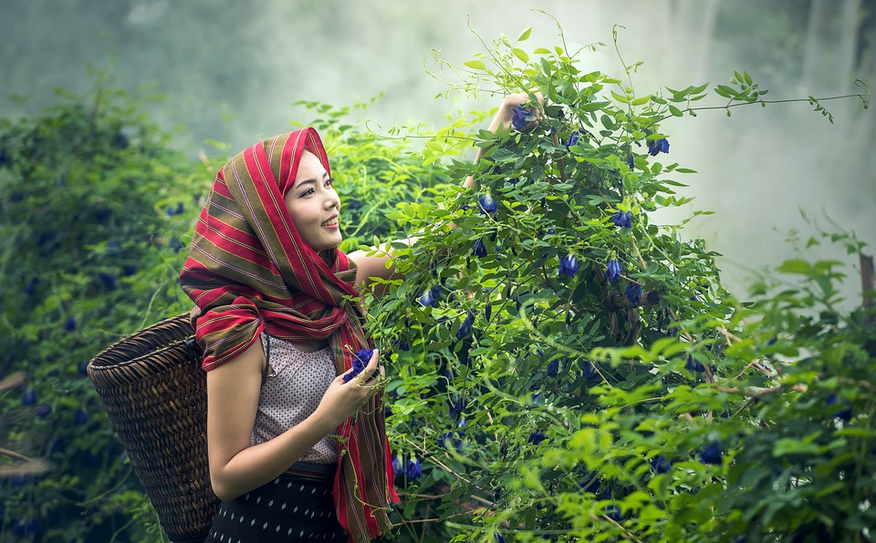 https://pixabay.com/ru/photos/сельское-хозяйство-камбоджа-культура-1807549/