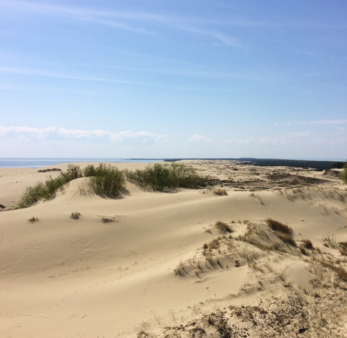 Так выглядит Куршская коса, если не засаживать лес