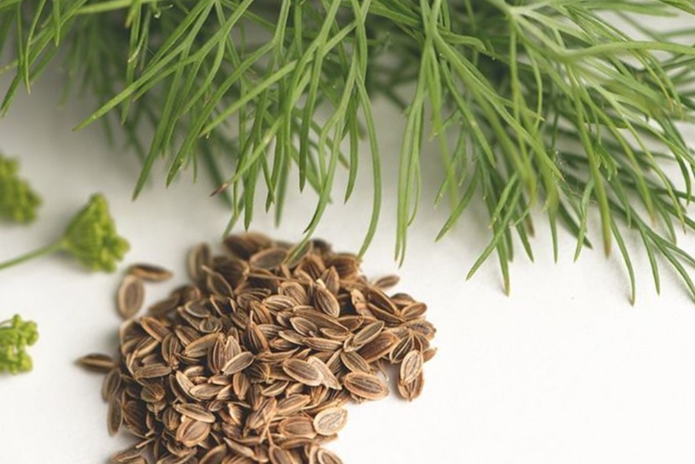 лечение недержания мочи настоем укропа