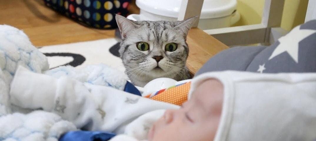 Животное пытается изучить нового члена семьи.