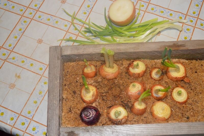 Зеленый лук растет в опилках.