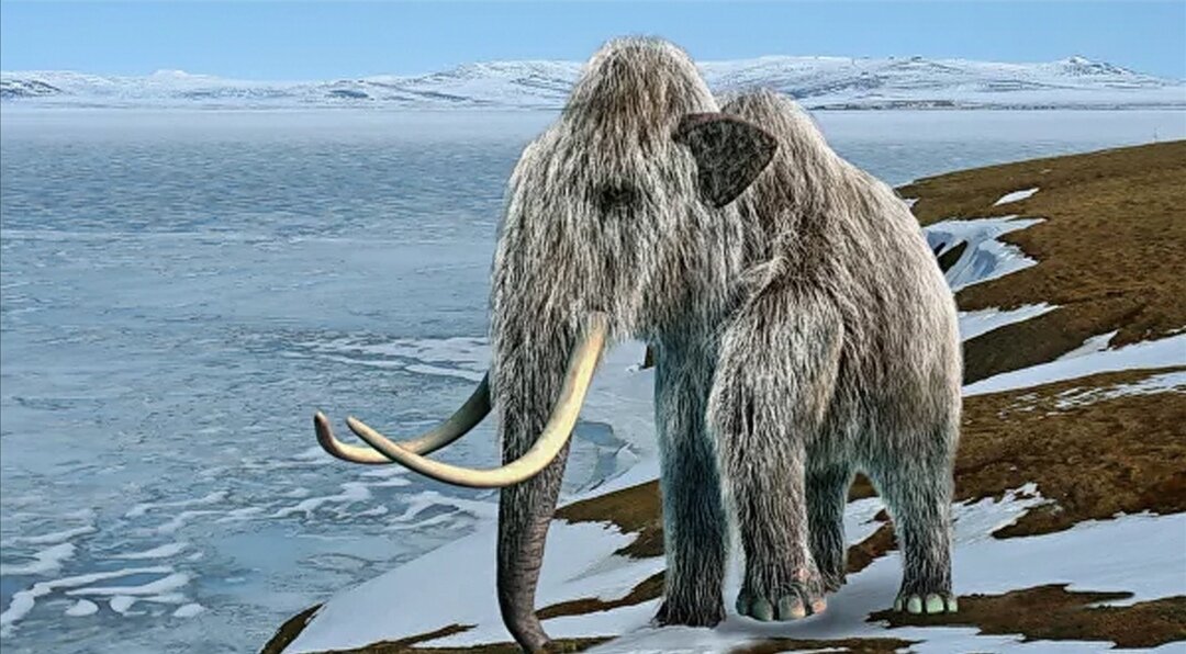 Найденный мамонт