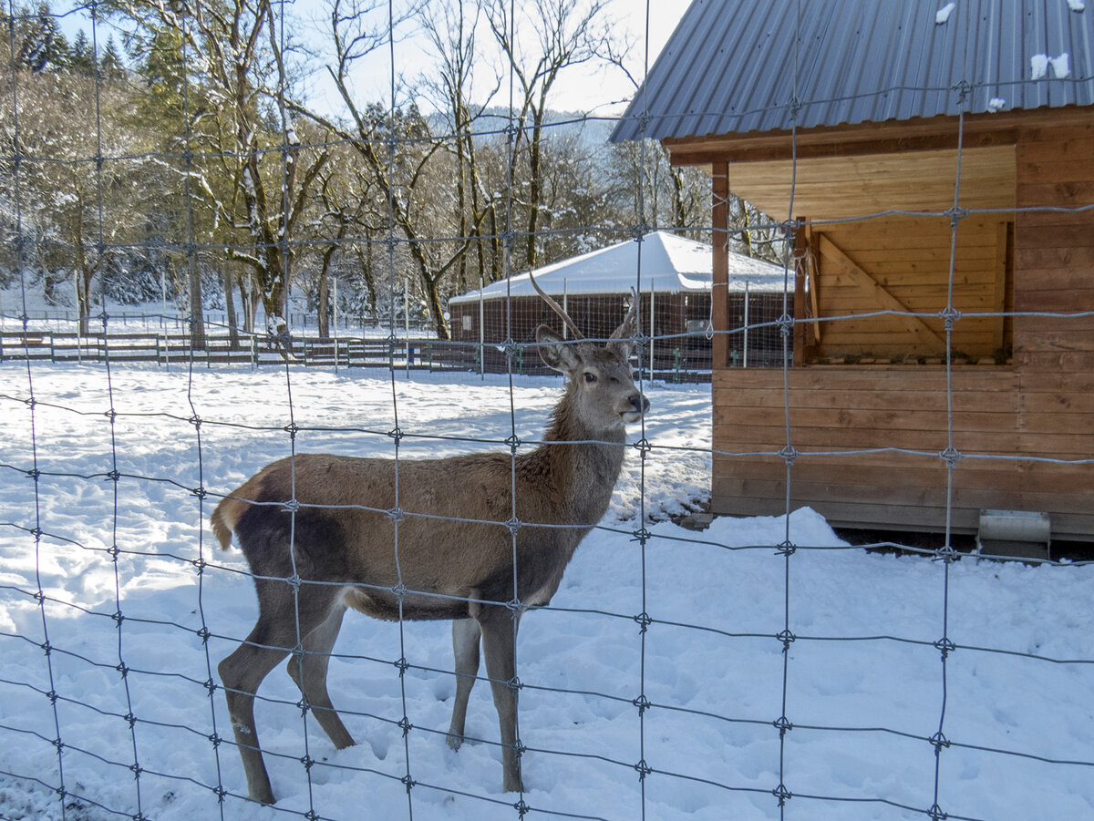 Заповедник кордон Гузерипль