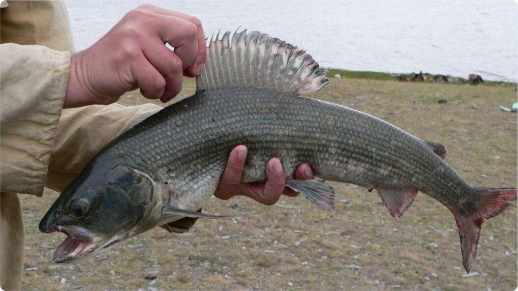 Река уфа рыба. Река ижора какая рыба водится. Какие рыбы водятся в реках башкирии. Речная рыба подуст. Много речной рыбы.