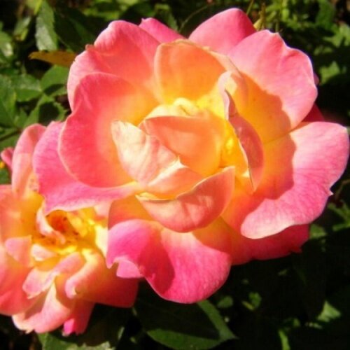 Роза Велленшпиль: особенности и характеристика сорта, правила посадки, выращивания и ухода, отзывы