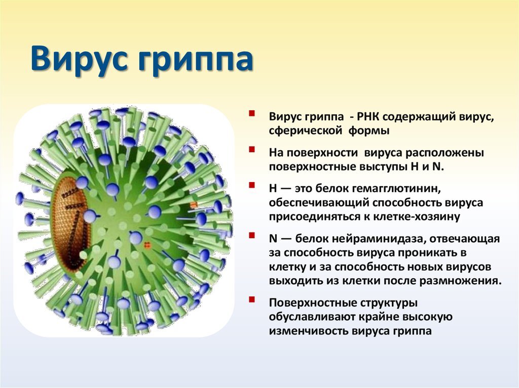 Вирус гриппа: что это, строение и типы вируса гриппа, симптомы, как передается и как лечится