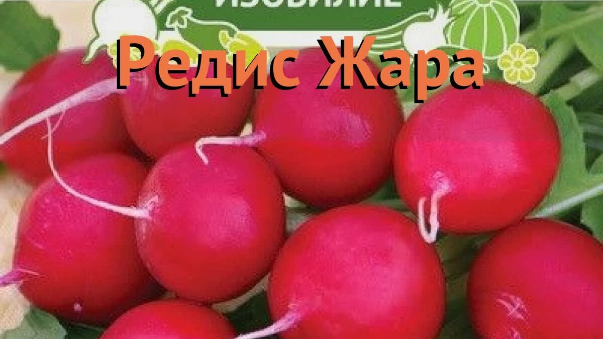 Температура для редиса