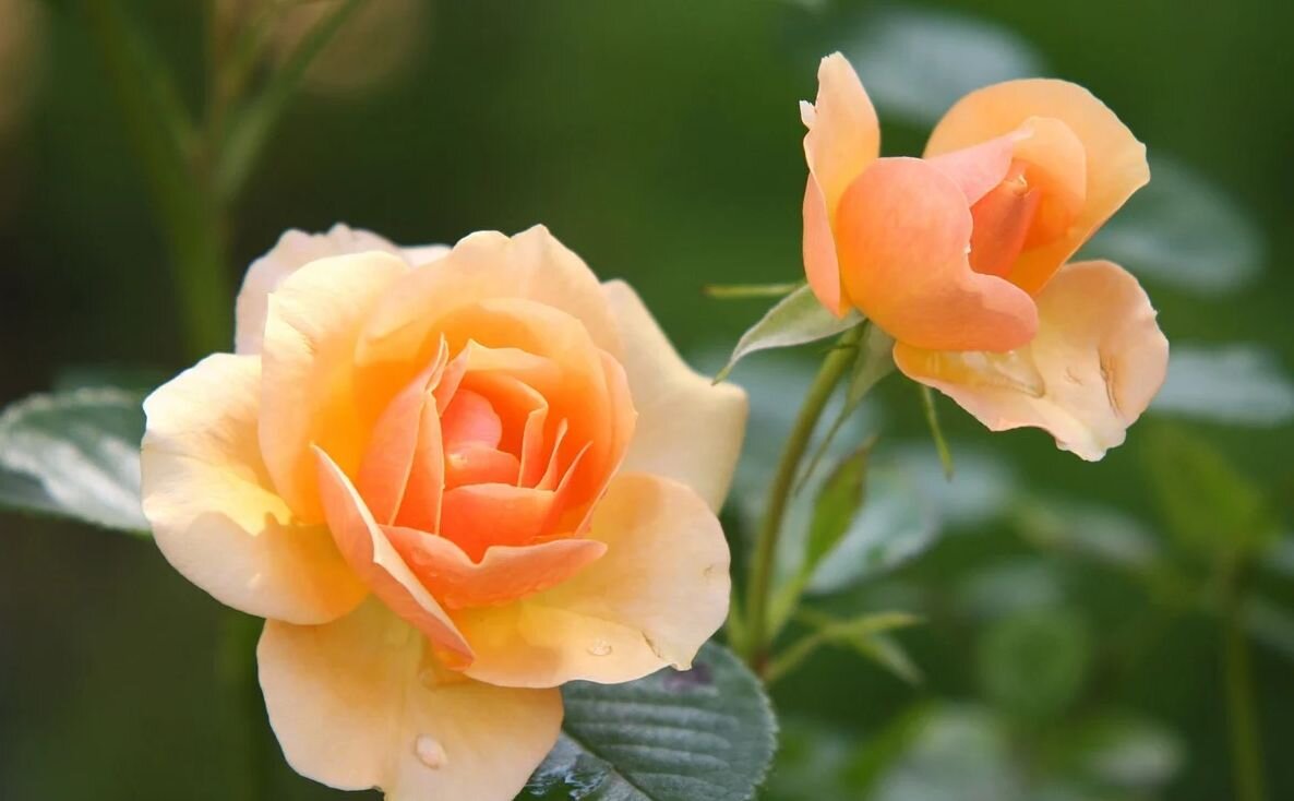 Цветы всегда нужны к празднику. Источник фото: Pixabay