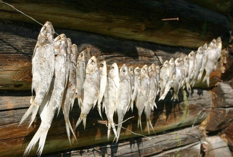 На фото чалка воблы. 