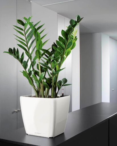 Замиокулькас 