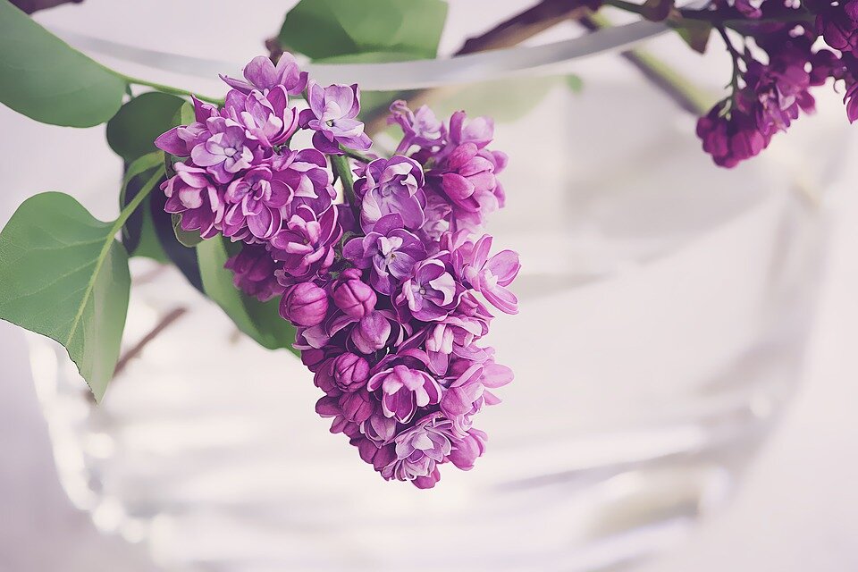 Картинка из Pixabay.com