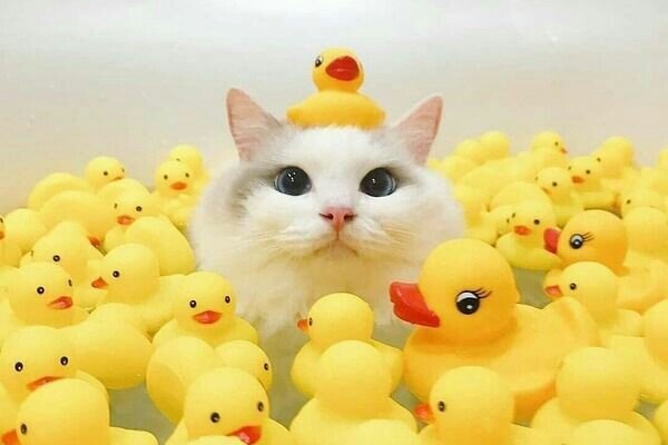 С сайта Pinterest.com