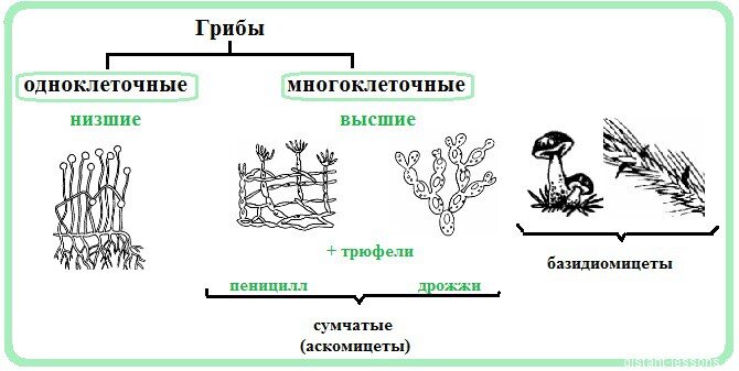 Структура тела многоклеточных низших растений