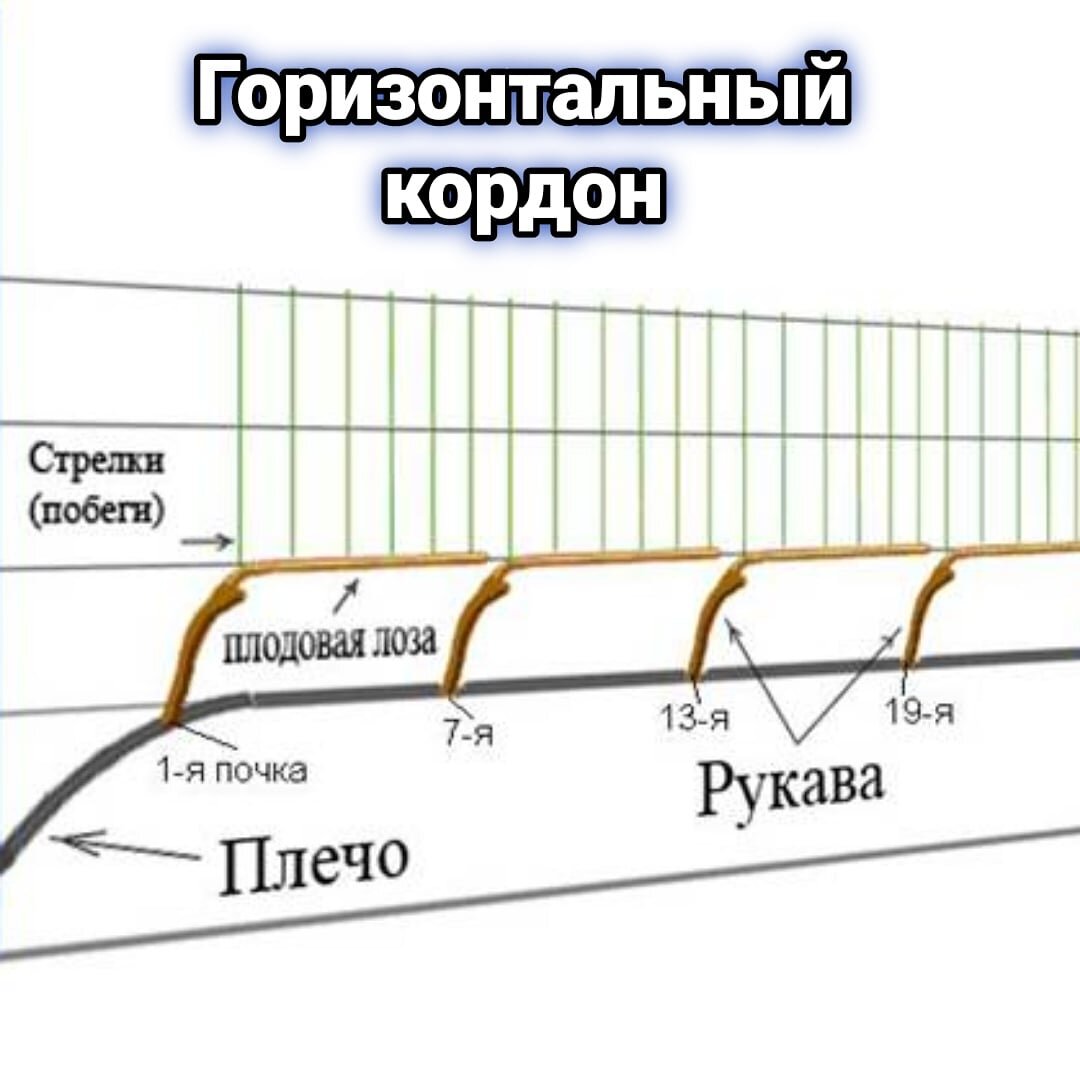 Горизонтальный Кардон Беликовой