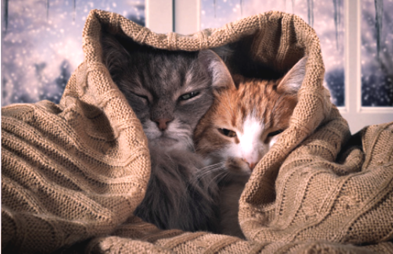 Фото: pixabay.com, пользователь kozerog. Лицензия Creative Commons Deed CC0.
