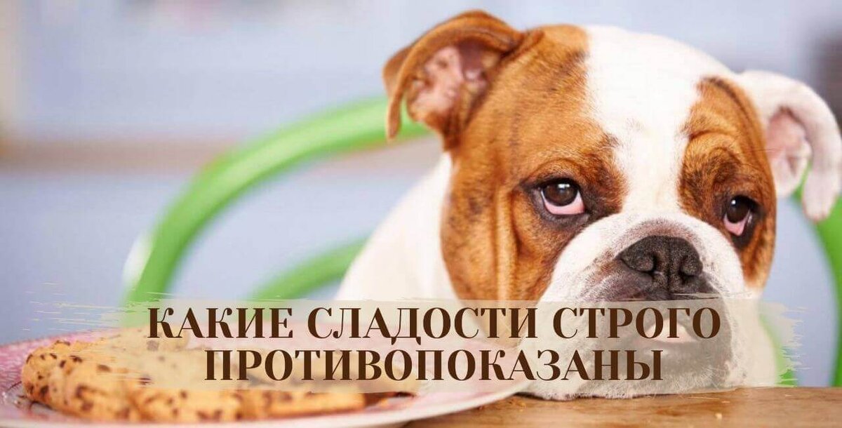 Почему шоколад вреден для собак 🐶 правда это или ложь