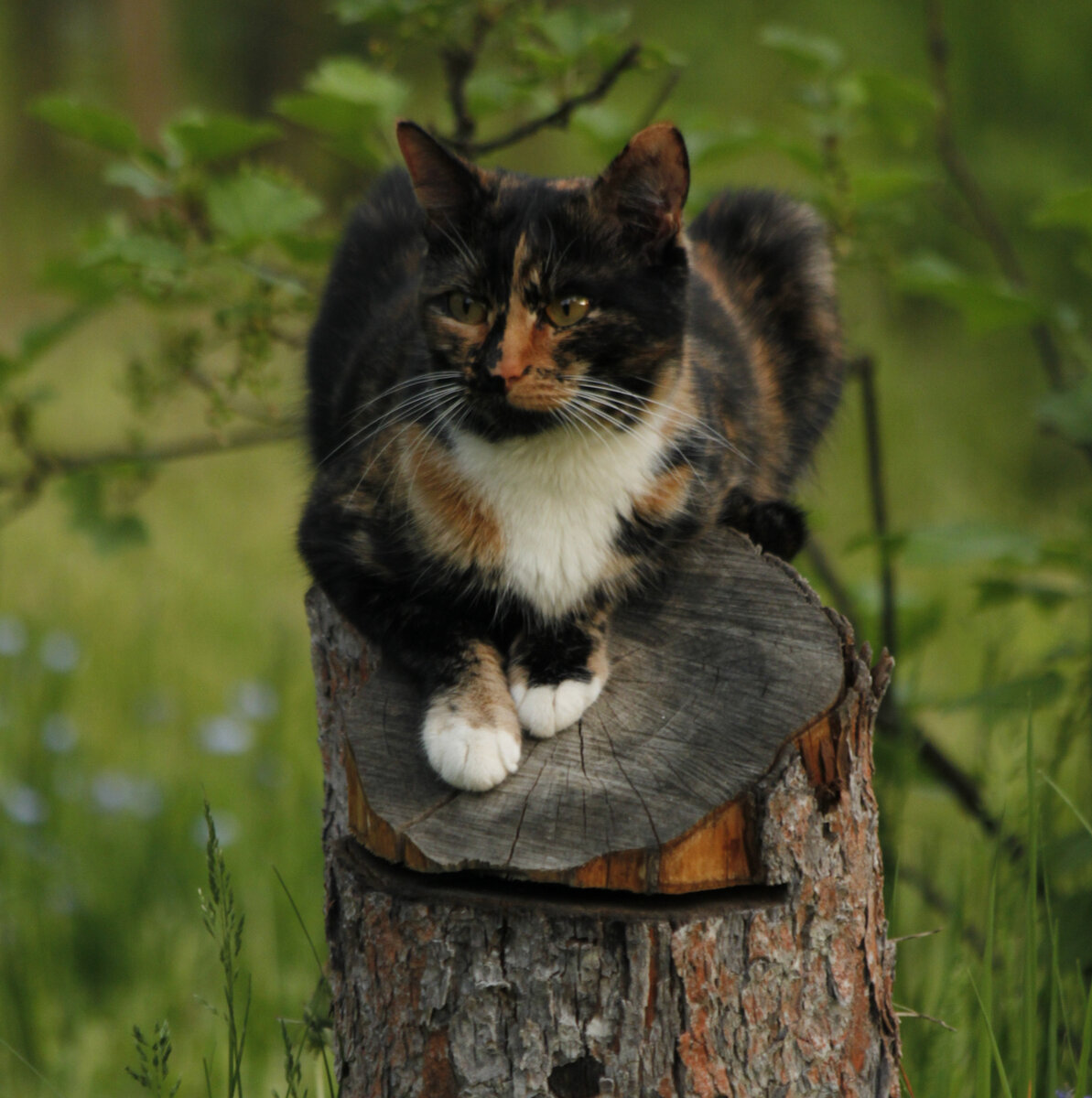 Кошка принесла мне мышь, а я неправильно среагировала. Зачем кошки приносят  пойманную мышь хозяину | Коты&Люди | Дзен