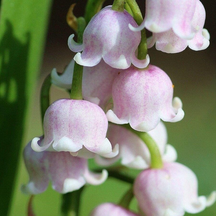РОЗОВЫЕ ЛАНДЫШИ САДОВЫЕ - редкая красота в моем саду (Convallaria Rosea ...