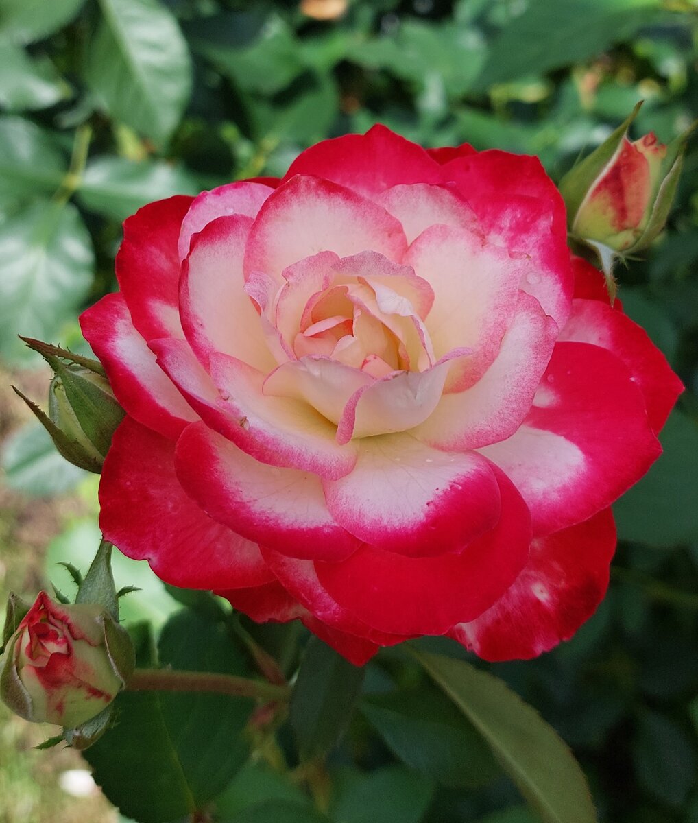 Юбилей принца Монако. Флорибунда.