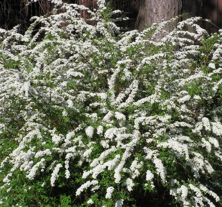спирея японская (spiraea japonica `zigeunerblut`). спирея березолистная. спирея метельчатая белая. спирей кустарник декоративный. спирея аргута arguta.