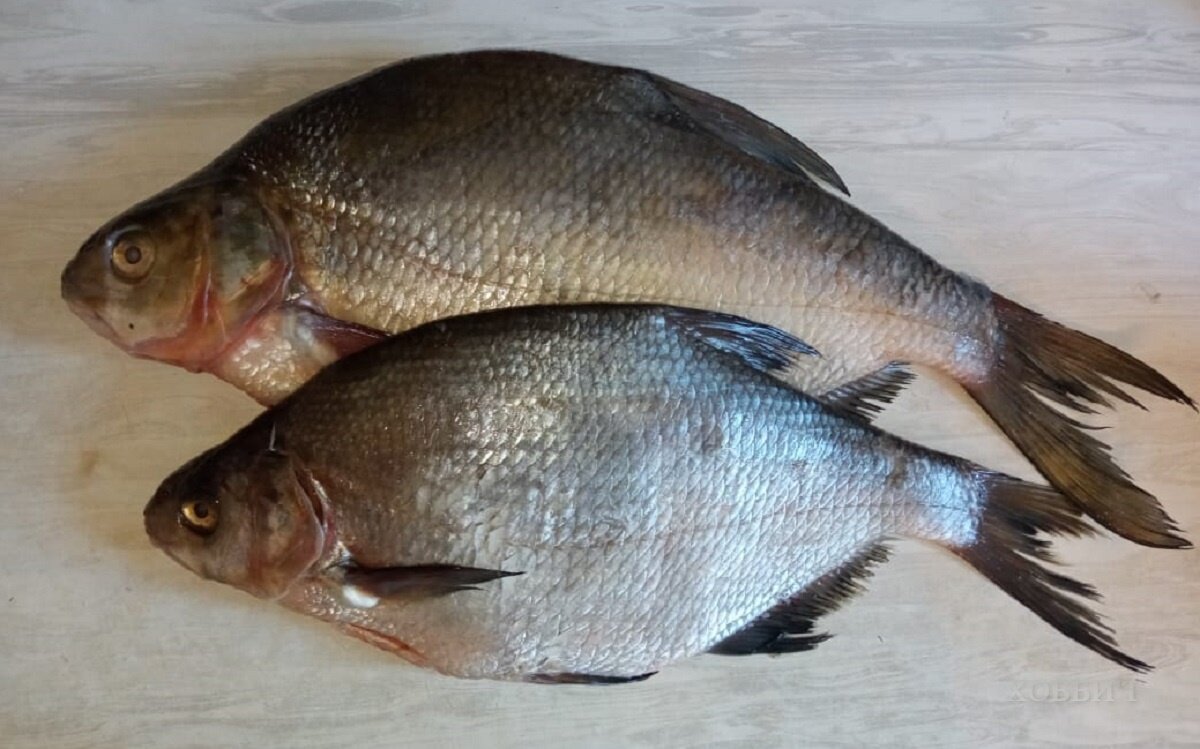 Свежие лещи