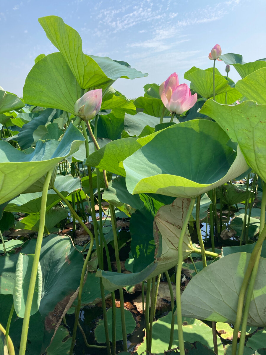 Прекраснейший цветок - Лотос. 