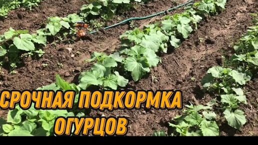 Семена алтая подкормка огурцов