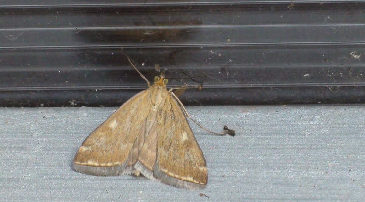 Луговой мотылек может оставить без урожая