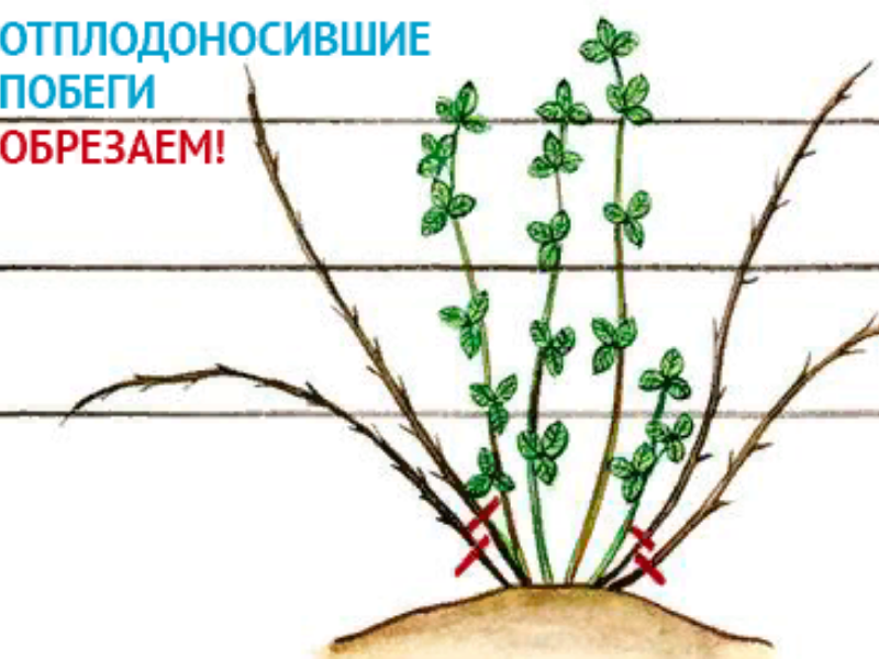 Как обрезать ежевику весной для начинающих правильно. Формировка ежевики. Формировка ежевики бесшипной. Обрезка ежевики колючей. Размножение садовой ежевики.