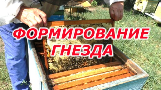 Предварительное ФОРМИРОВАНИЕ ГНЕЗДА у пчел. Окончание медосбора