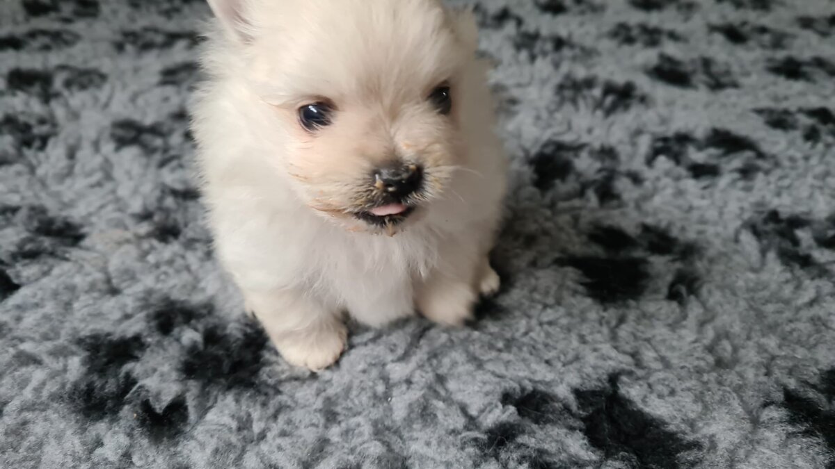 Наш щенок Марсик