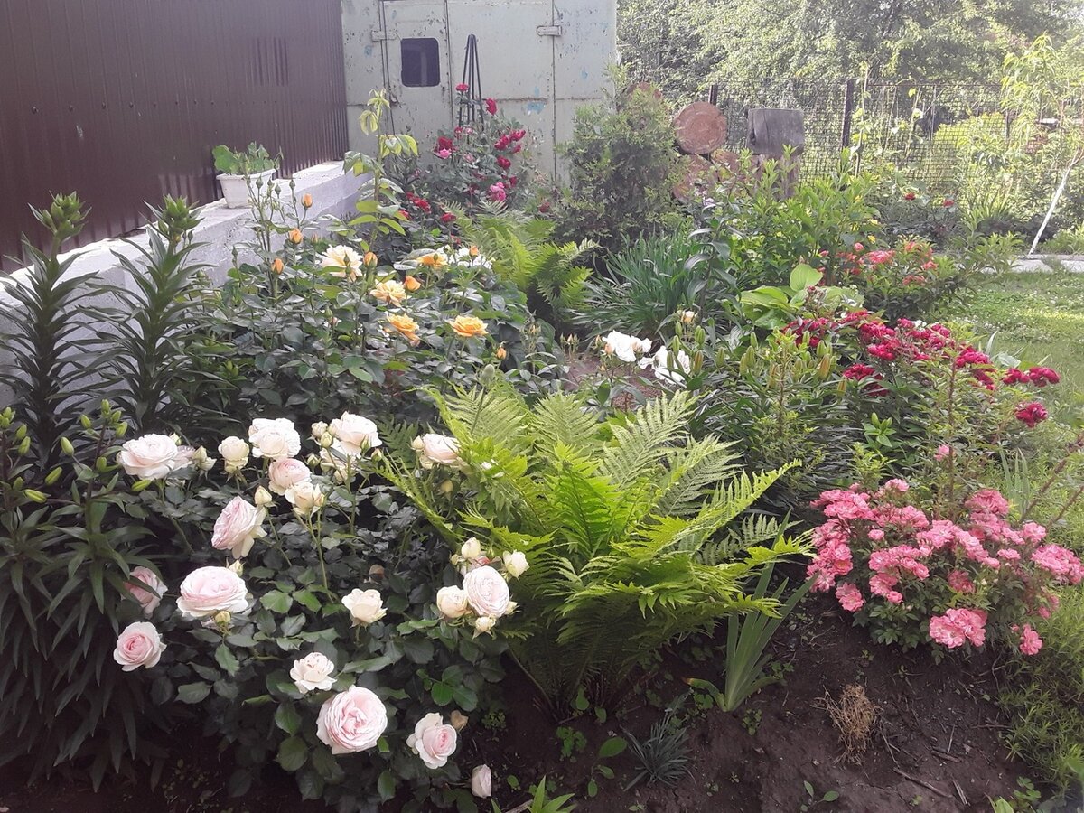 Куста Pierre de Ronsard на переднем плане больше нет, остальные розы вышли из зимовки живыми