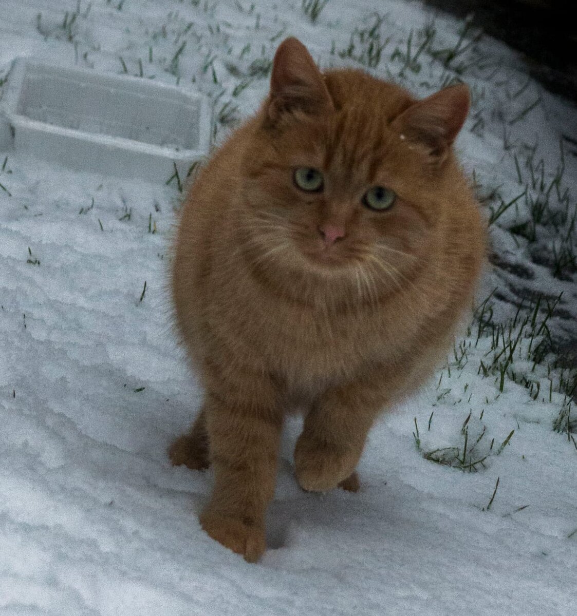 Рыжий котик дачник остается один с сентября. | Animalrescueed | Дзен