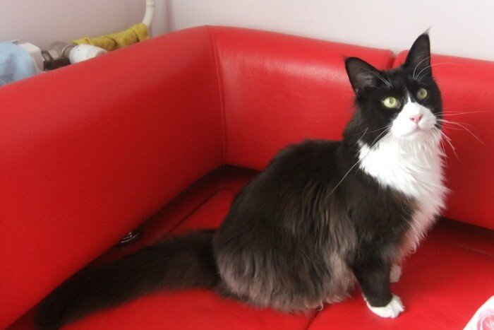 Кошка Happiness King Size - девочка-бетмен